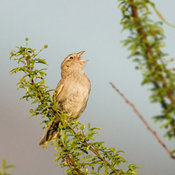 Cassin's Sparrow